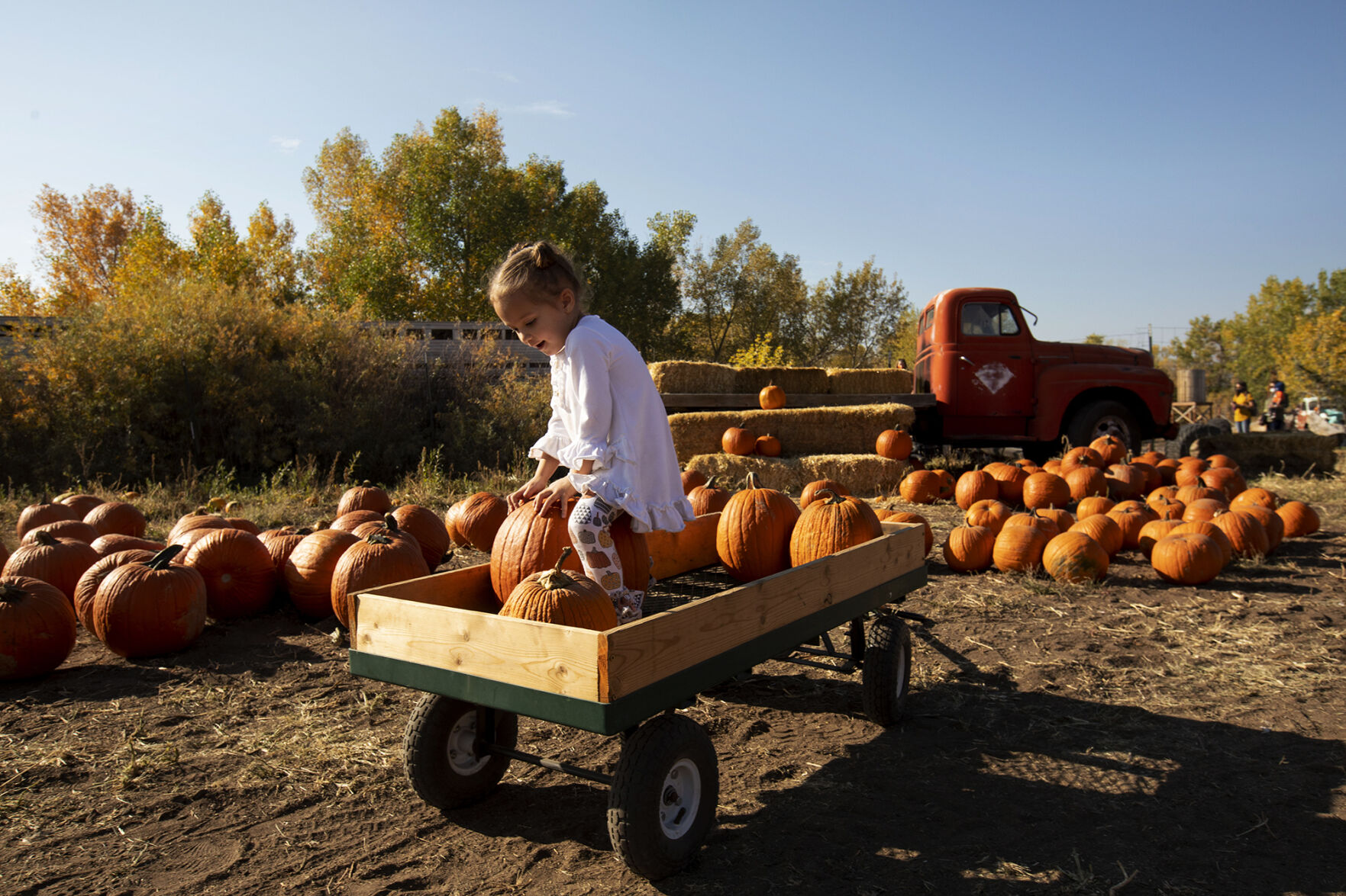 101120-news-pumpkins 08.jpg